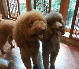 明星跟狗合影,甜蜜合影背后的故事