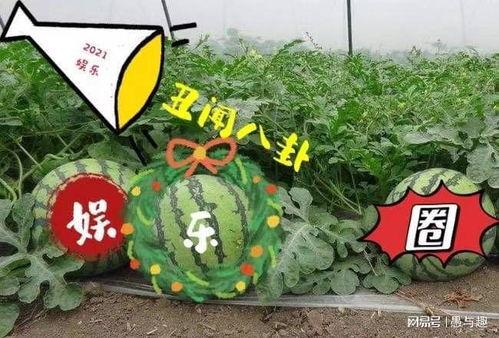 娱乐吃大瓜